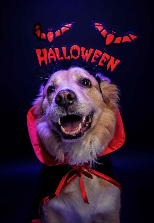 Halloween Dog