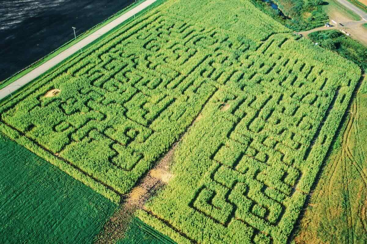 Corn Maze Aerial View