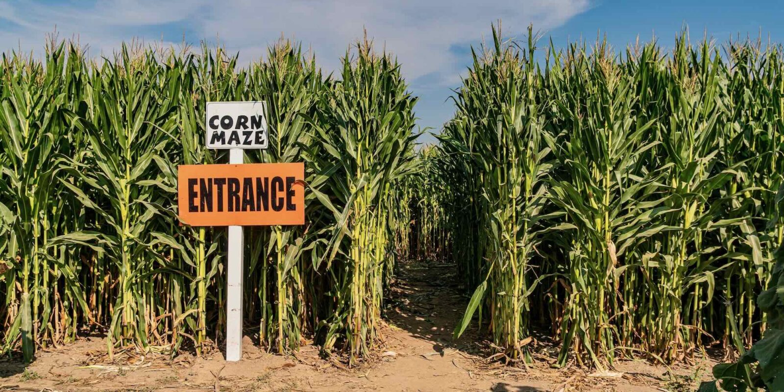 Corn Maze