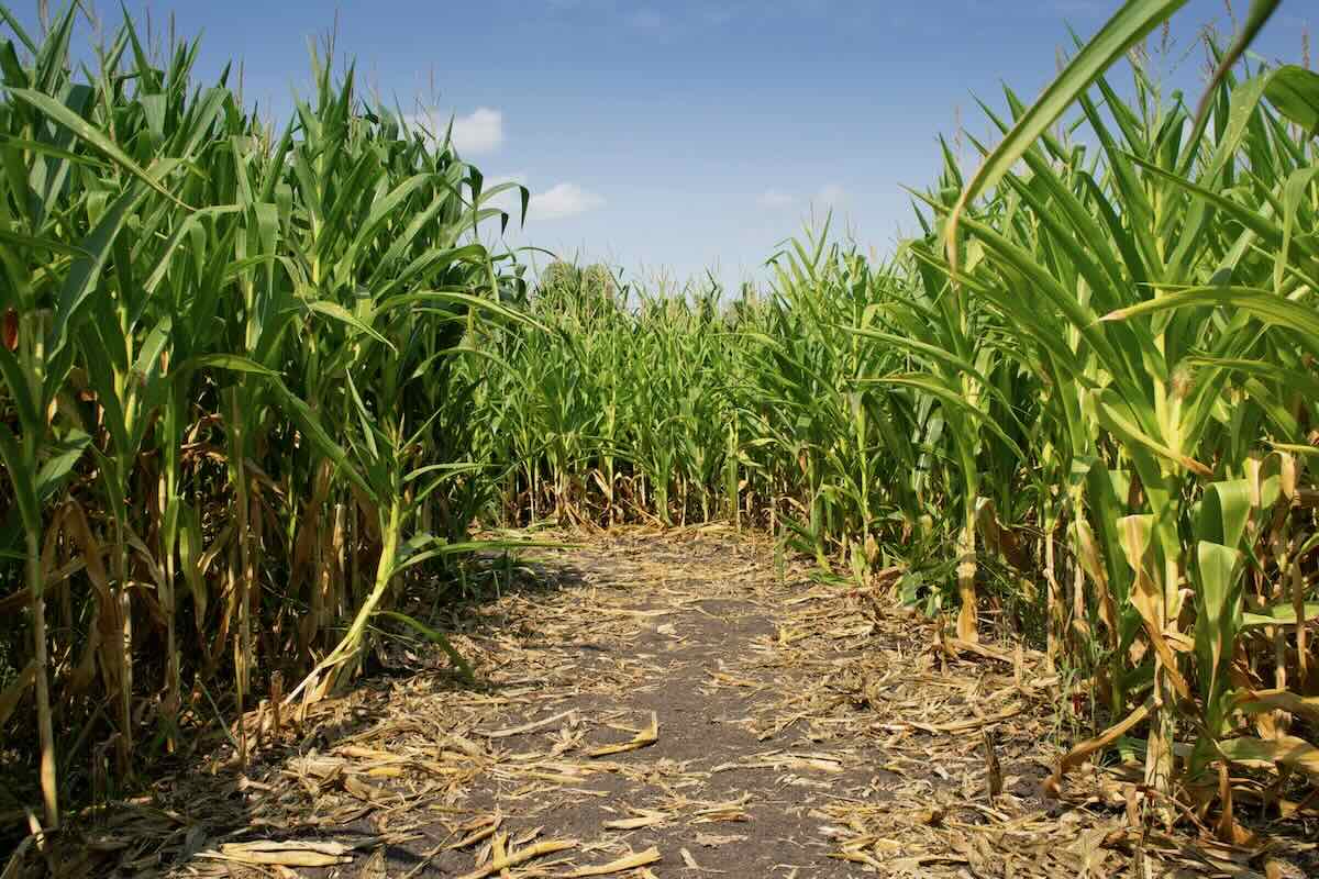 Corn Maze Entrance