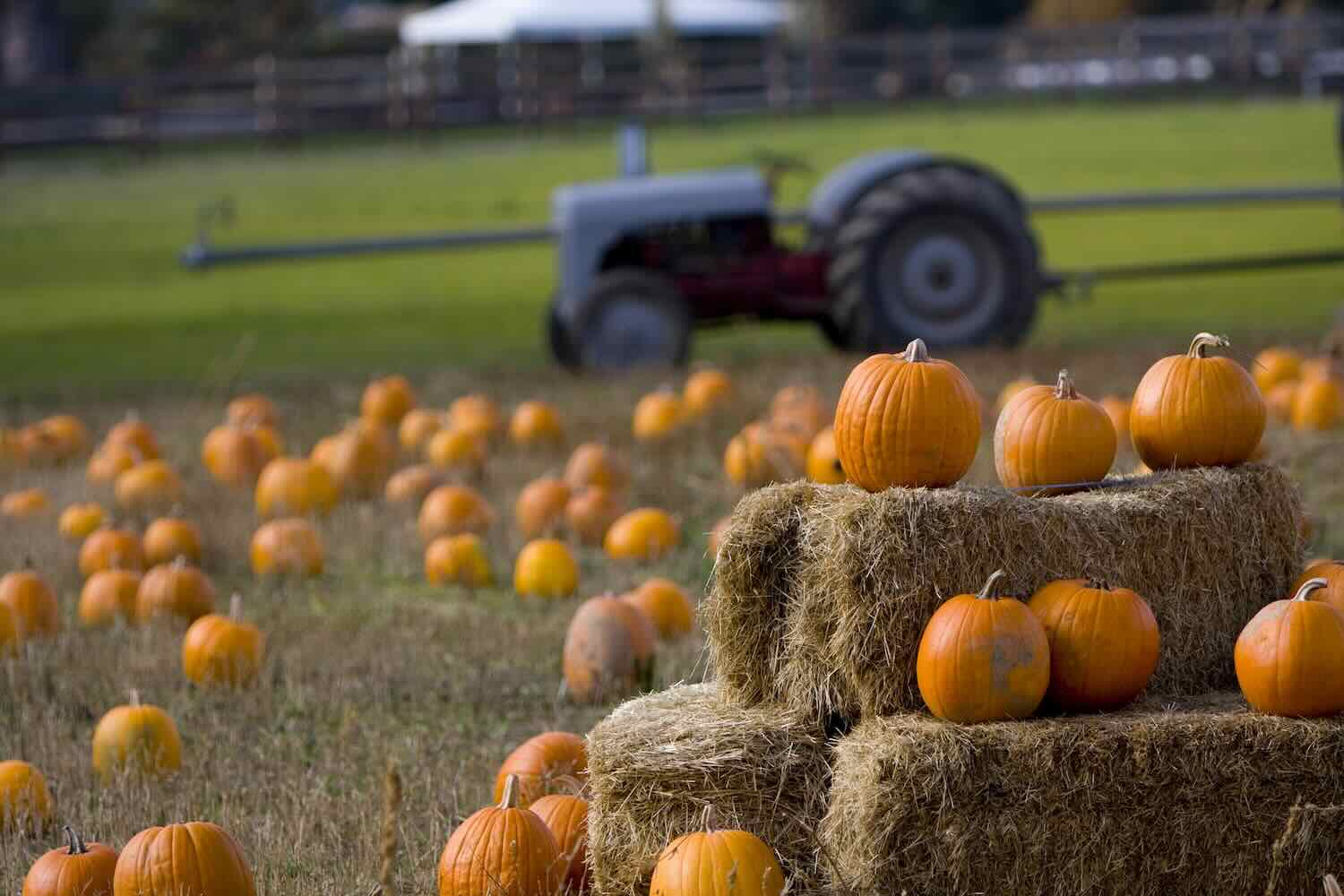 Pumpkins at a Farm