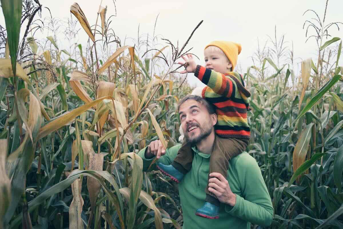 Father and Son in a corn maze
