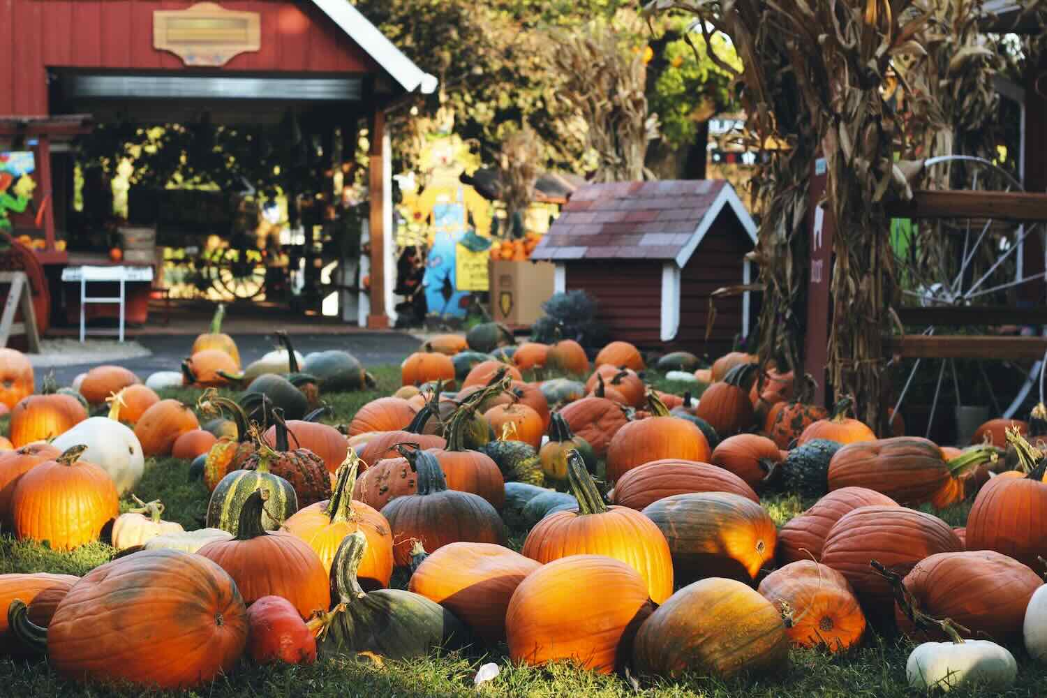 Pumpkins at Pumpkin Patch
