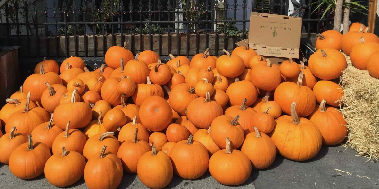 Pumpkin Patch in San Francisco